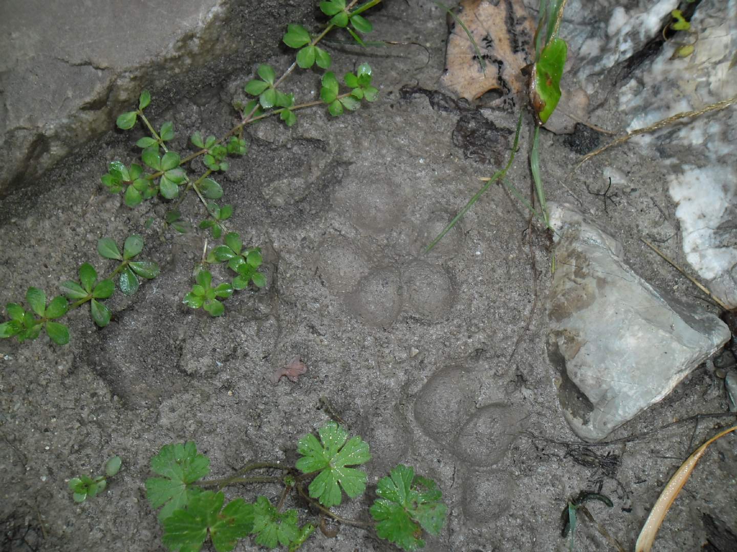 Impronte da identificare