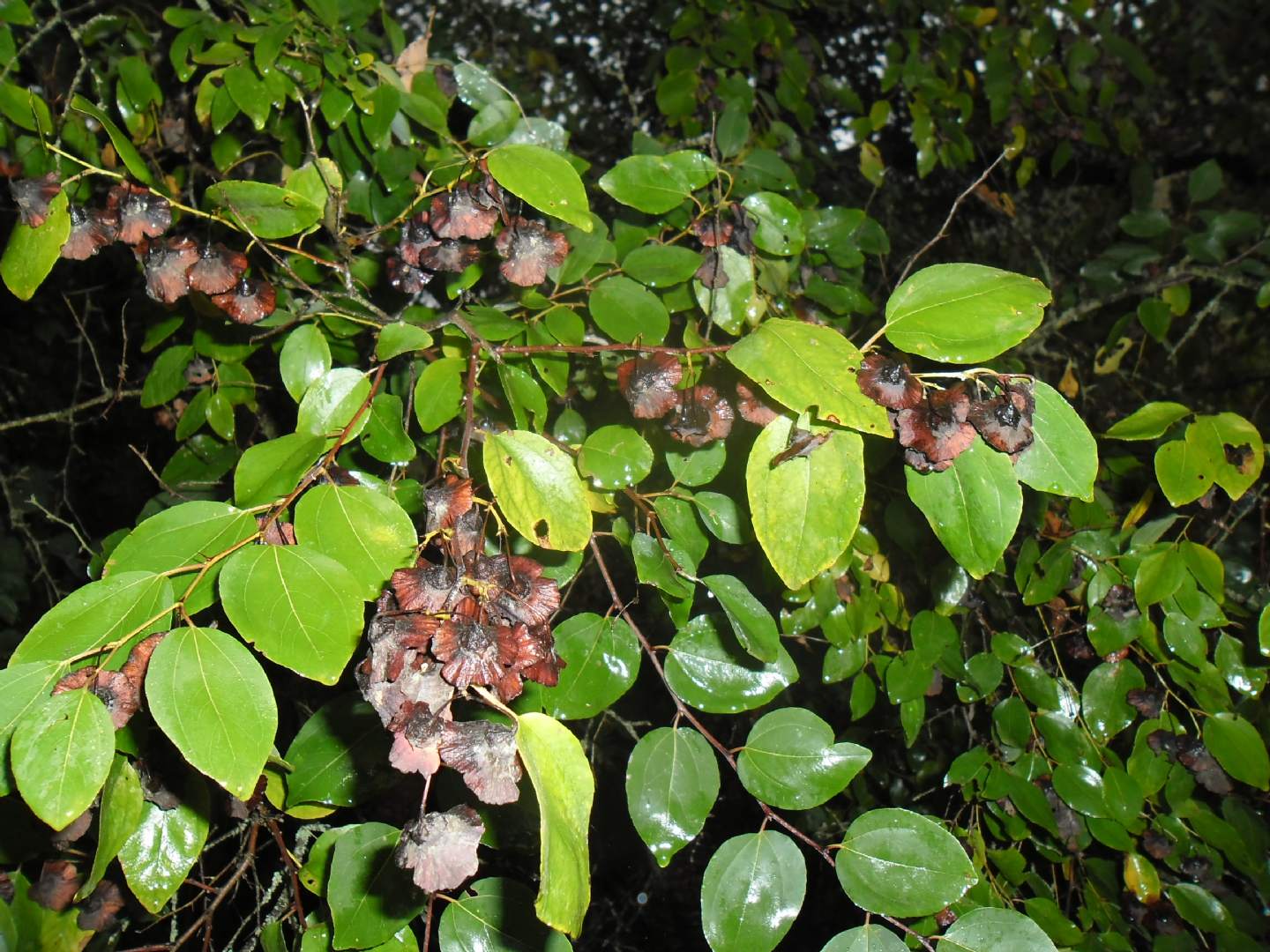 Paliurus spina-christi