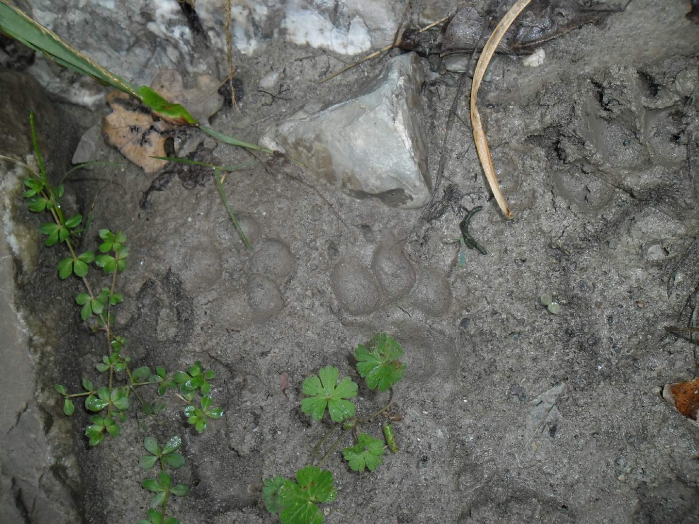 Impronte da identificare