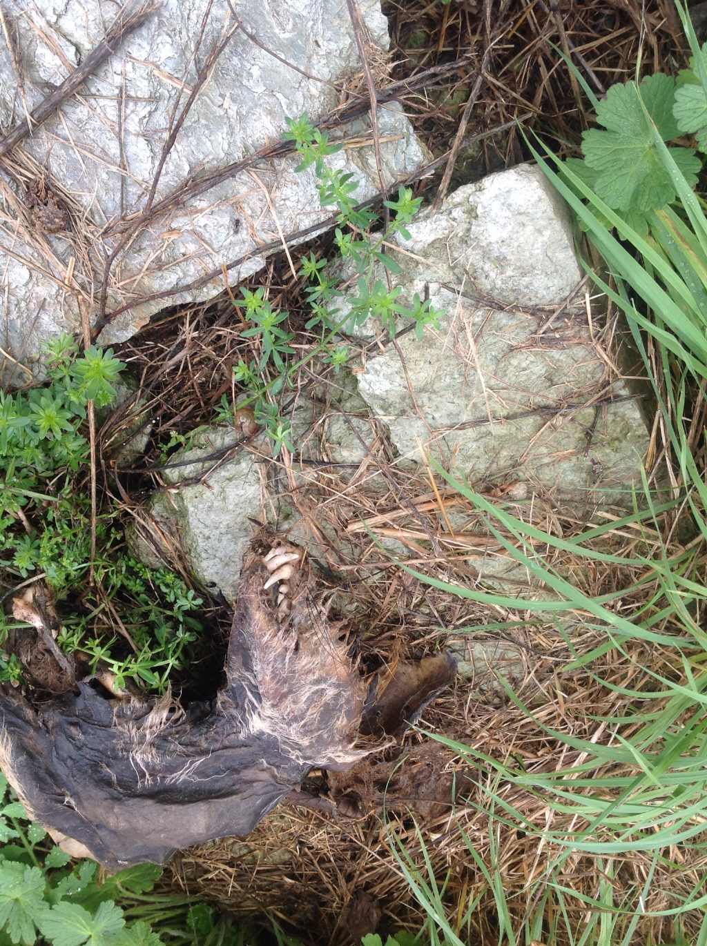 Sapete dirmi di cos''e'' questa carcassa?