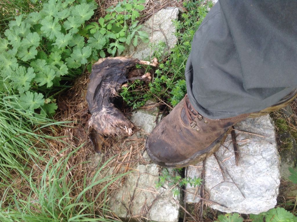 Sapete dirmi di cos''e'' questa carcassa?