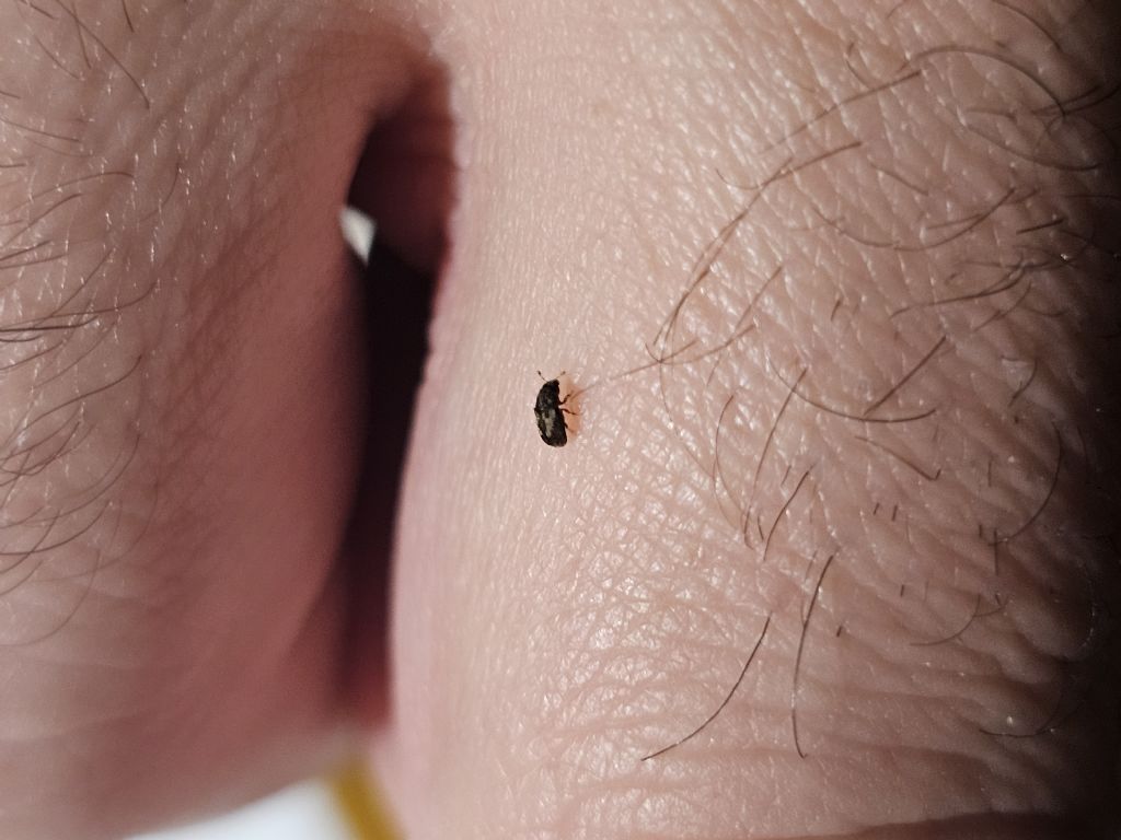 Pteleobius vittatus, Scolitide