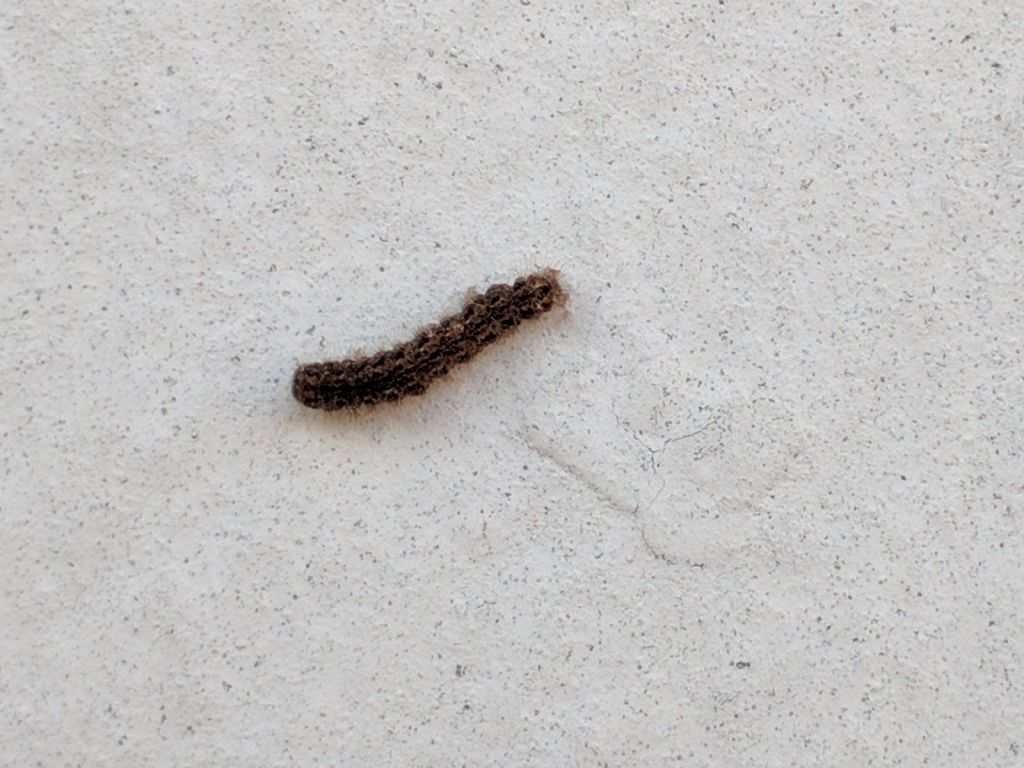 Identificazione insetto - larva di Erebidae Arctiinae: cfr. Eilema caniola