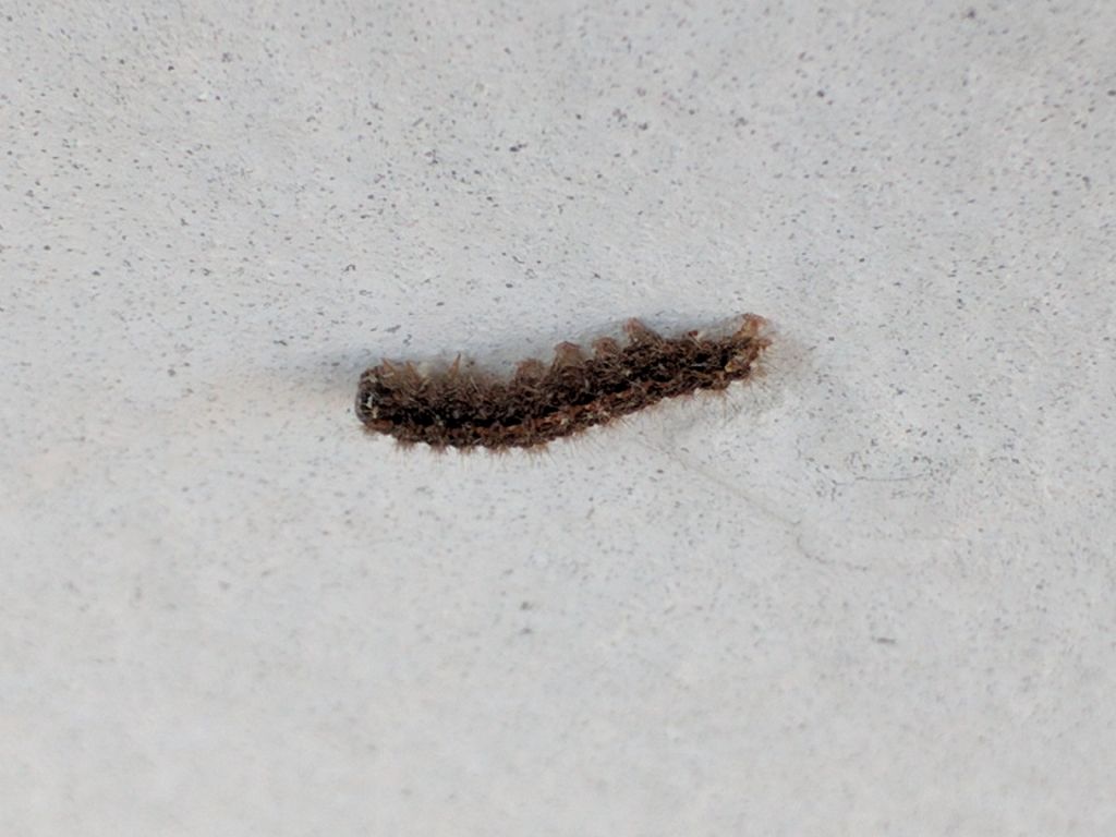 Identificazione insetto - larva di Erebidae Arctiinae: cfr. Eilema caniola