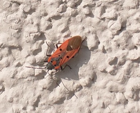 Lygaeidae: Lygaeus creticus