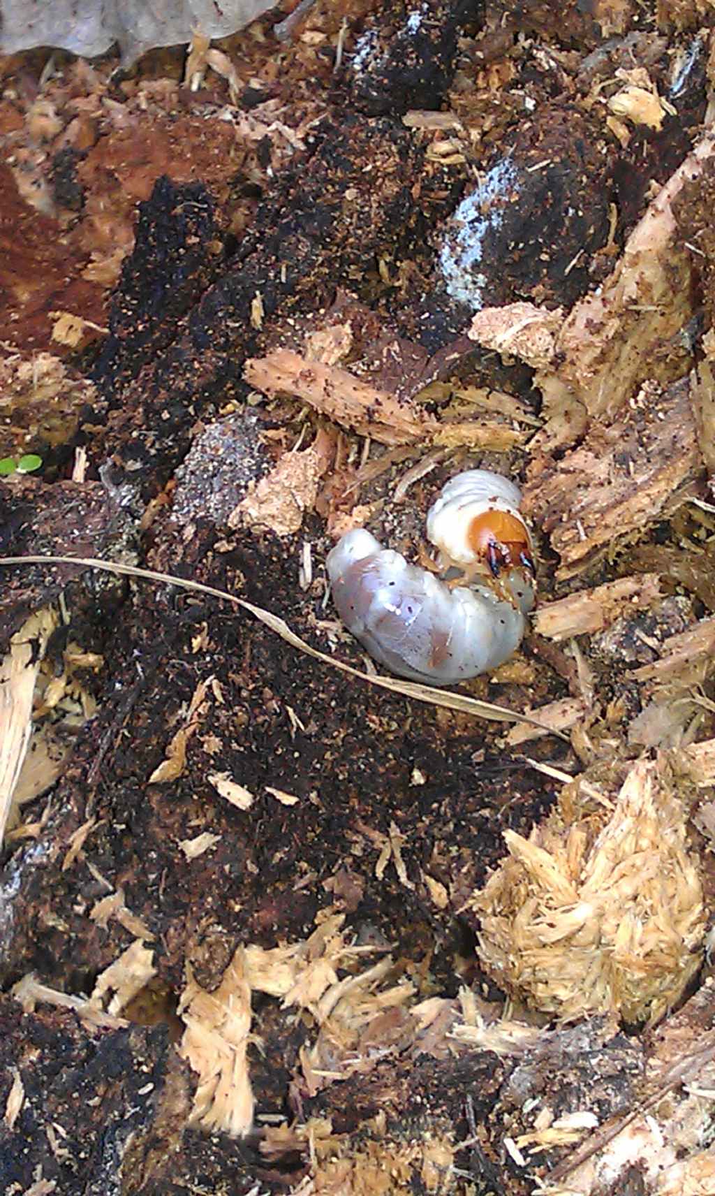 larva di coleottero: Dorcus parallelipipedus
