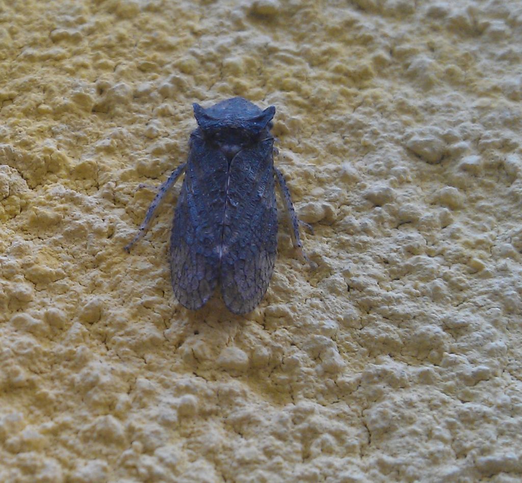 cicala aliena? Ledra aurita