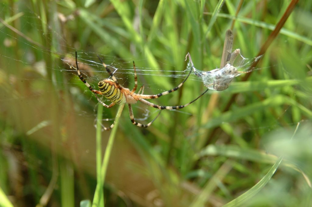 Argiope bruennichi - Bricherasio (TO)