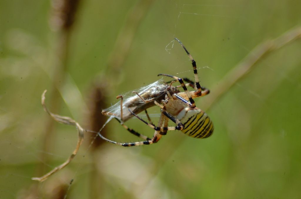 Argiope bruennichi - Bricherasio (TO)