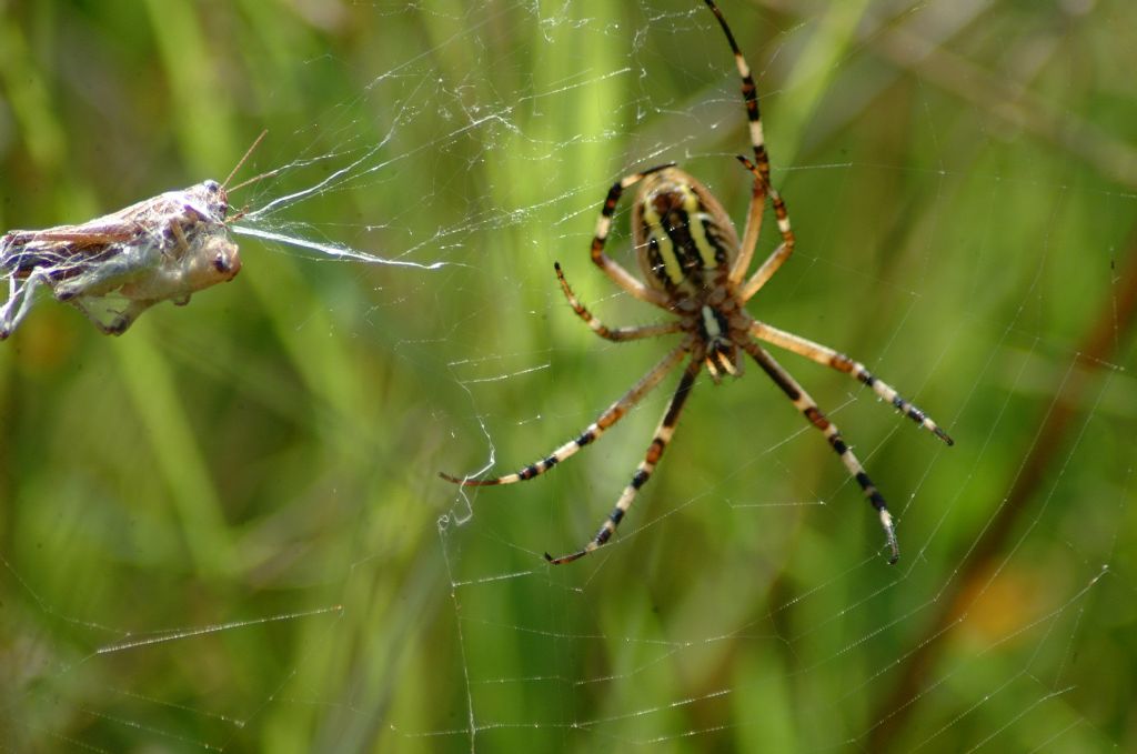 Argiope bruennichi - Bricherasio (TO)