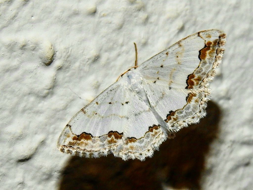 Scopula ornata (Geometridae)