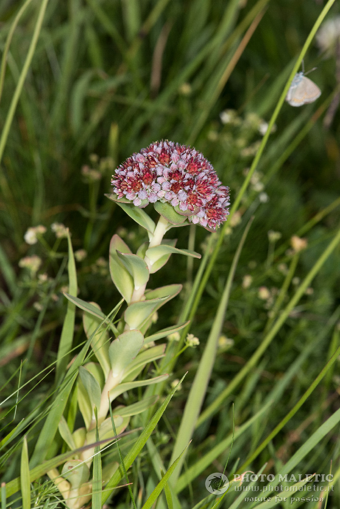 Hylotelephium anacampseros / Borracina anacampsero