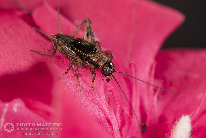 Gryllidae: Nemobius sylvestris