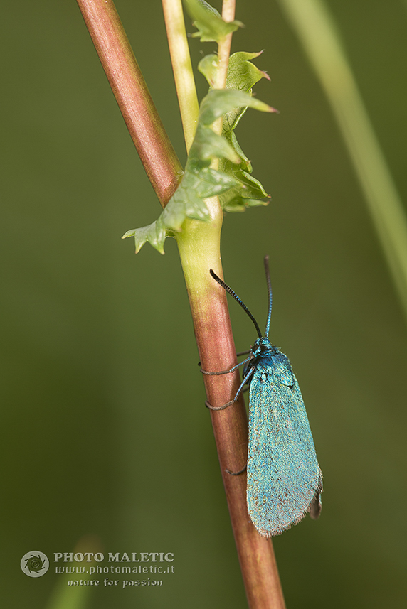 Adscita (Adscita) dujardini o Jordanita (Jordanita) globulariae