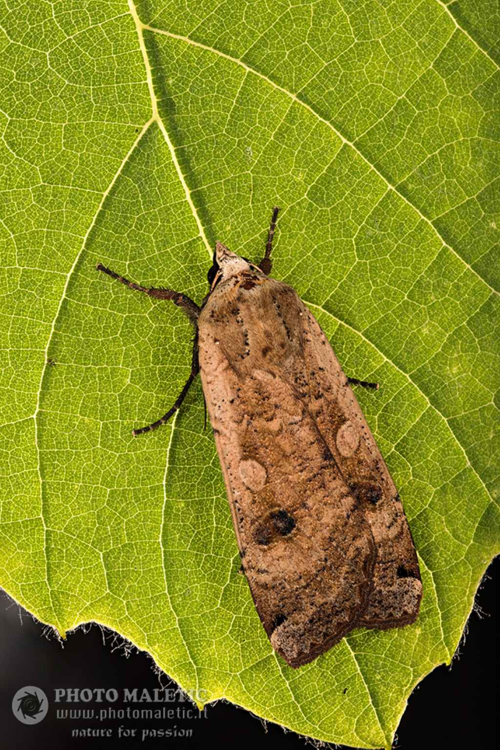 Femmina di Noctua pronuba?