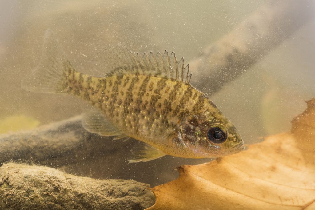 Possibile Lepomis gibbosus?