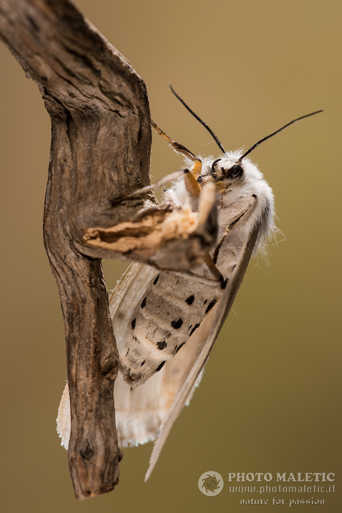 Erebidae Arctiinae : Spilosoma lubricipedum ? S
