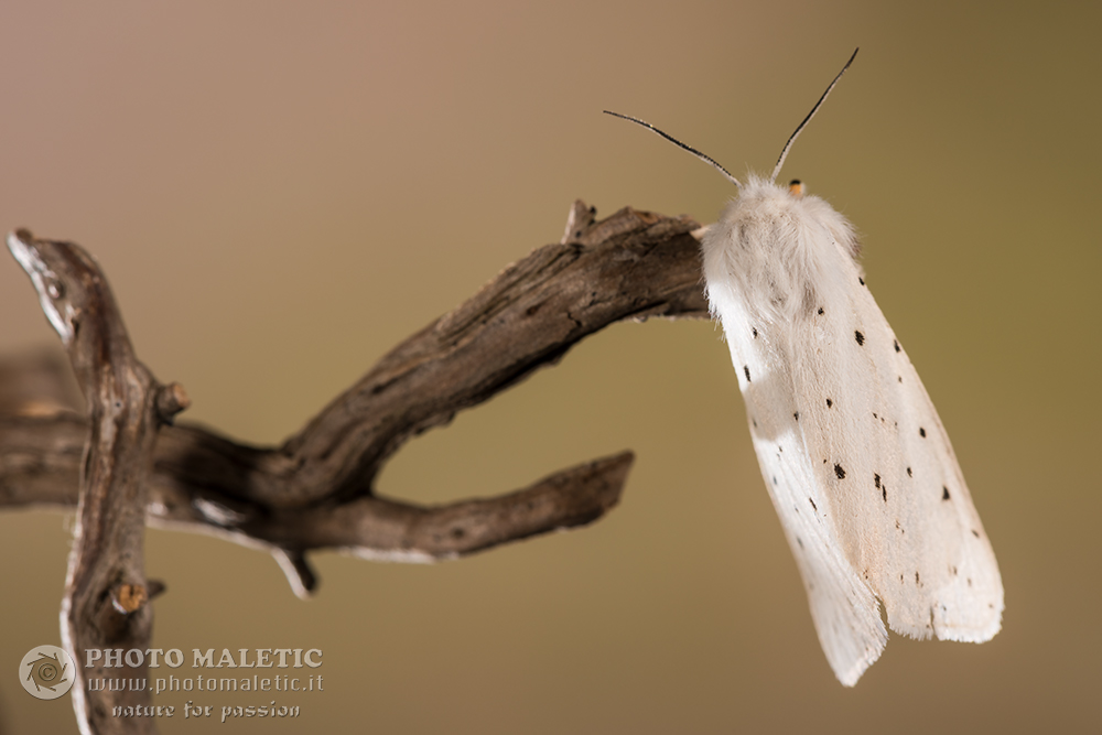 Erebidae Arctiinae : Spilosoma lubricipedum ? S