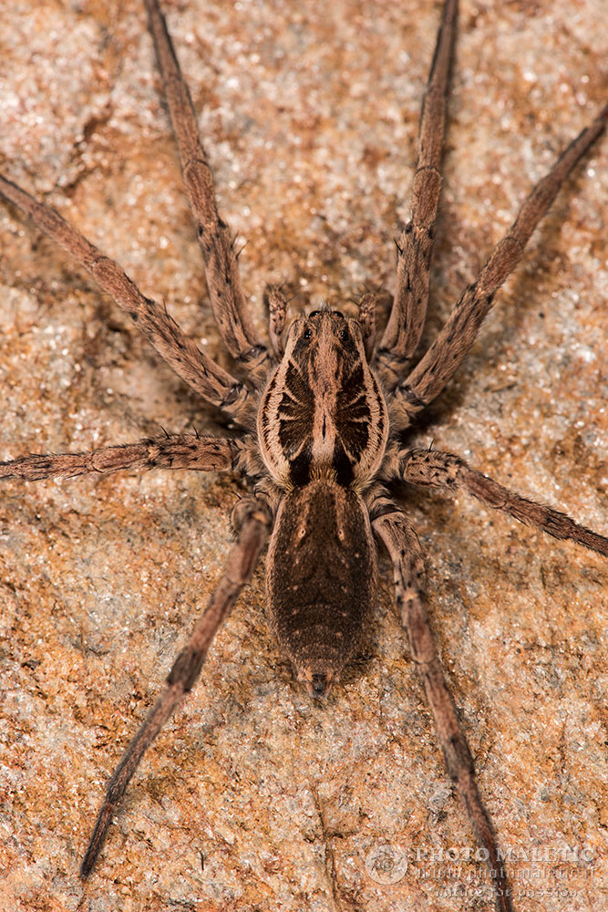 Femmina di Hogna radiata - Cervione (Corsica)