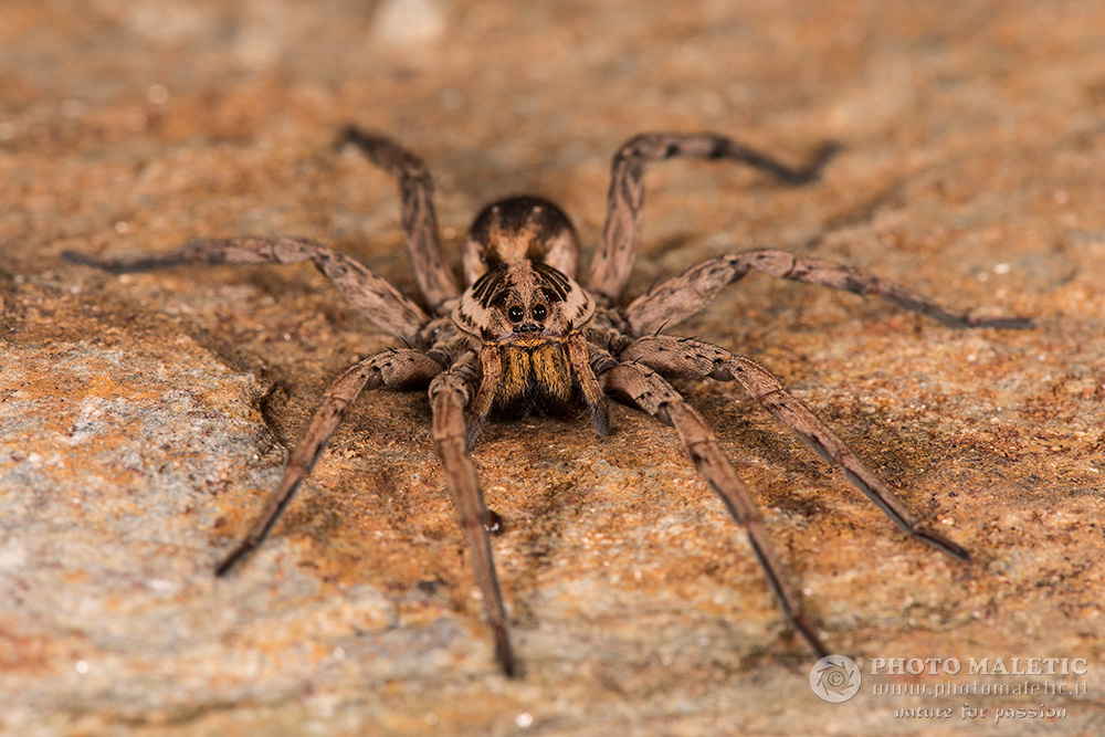 Femmina di Hogna radiata - Cervione (Corsica)