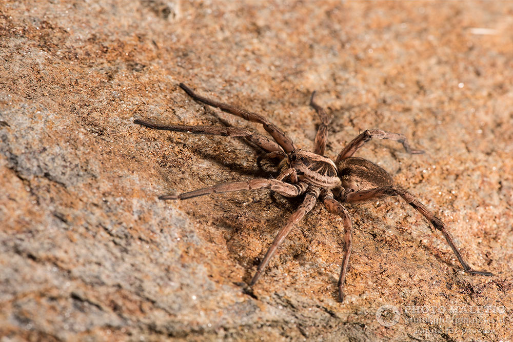 Femmina di Hogna radiata - Cervione (Corsica)
