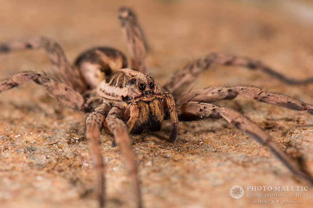 Femmina di Hogna radiata - Cervione (Corsica)