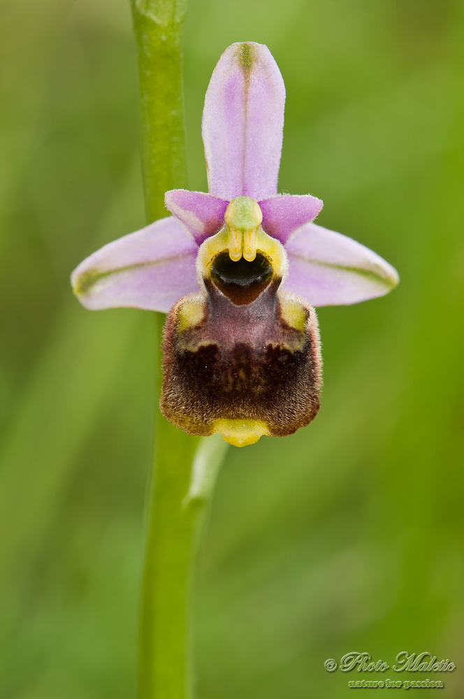 Ophrys holosericea?