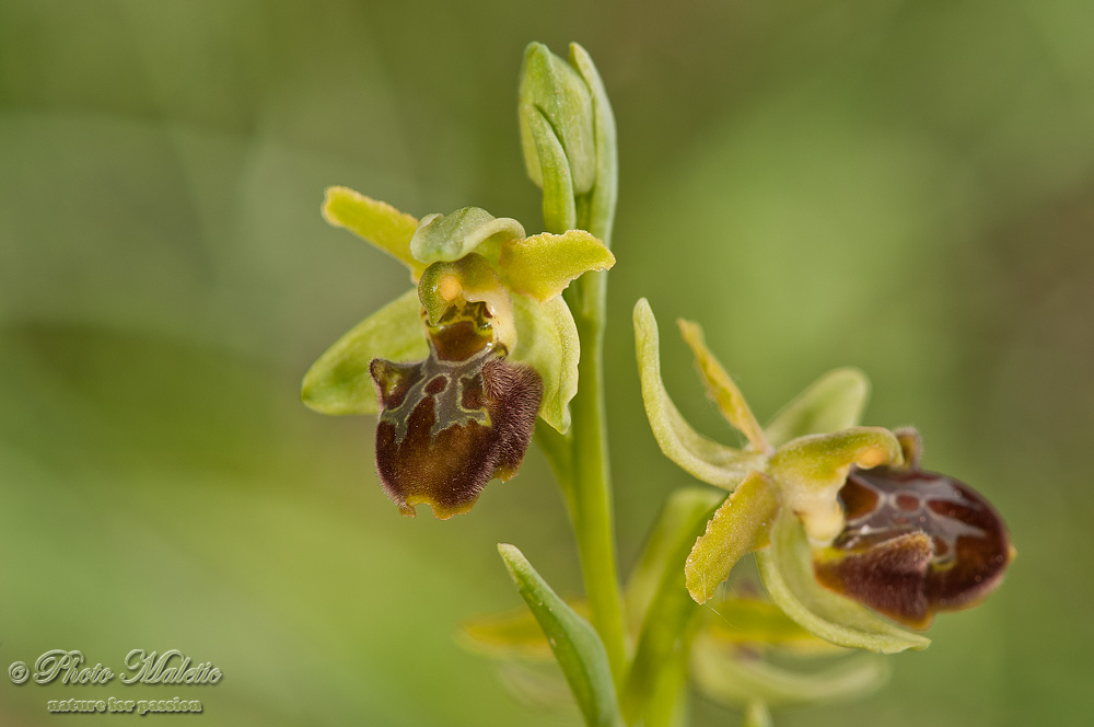 Ophrys exaltata?