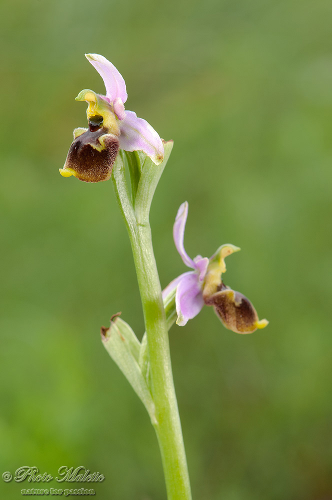 Ophrys holosericea?