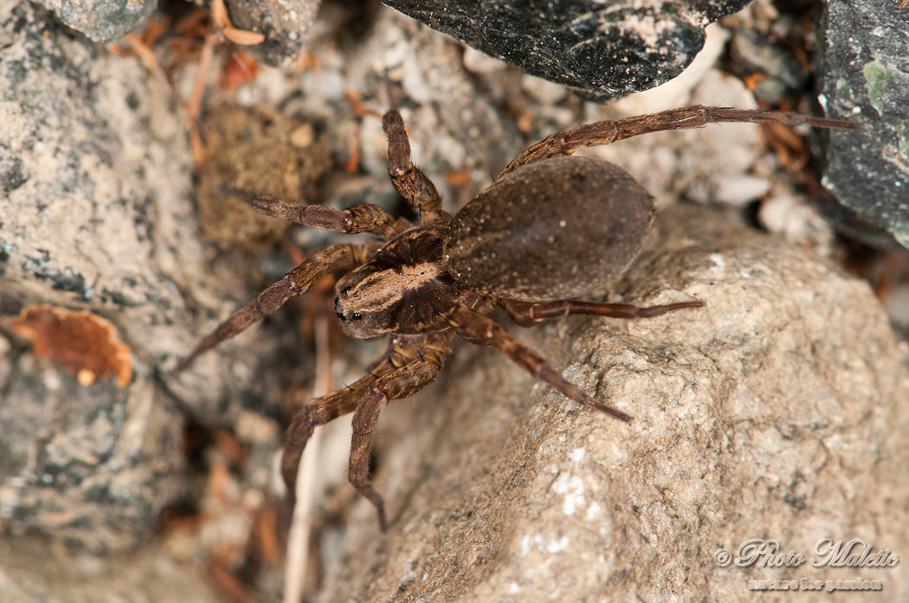 Trochosa sp.; Alopecosa accentuata - Carrosio (AL)
