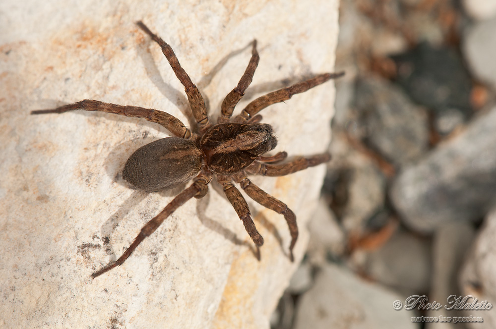 Trochosa sp.; Alopecosa accentuata - Carrosio (AL)