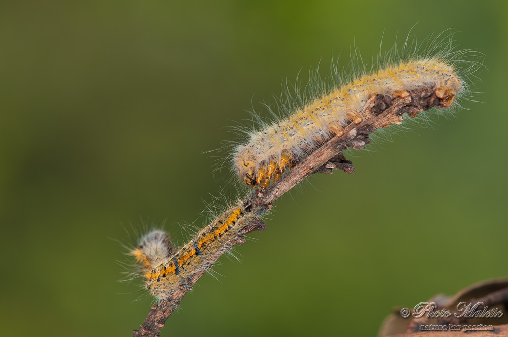 ID bruco -  Lasiocampa (Pachygastria) trifolii