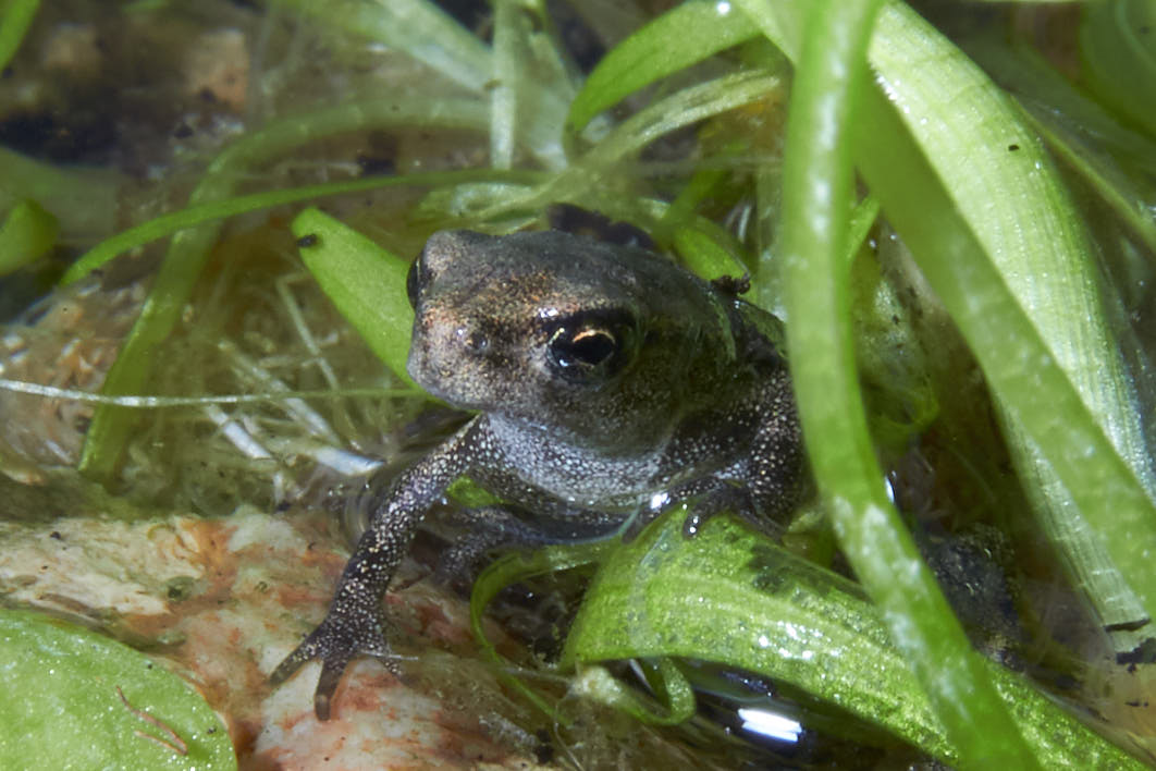 Rana o rospo? e se rana, che specie? Bufo bufo