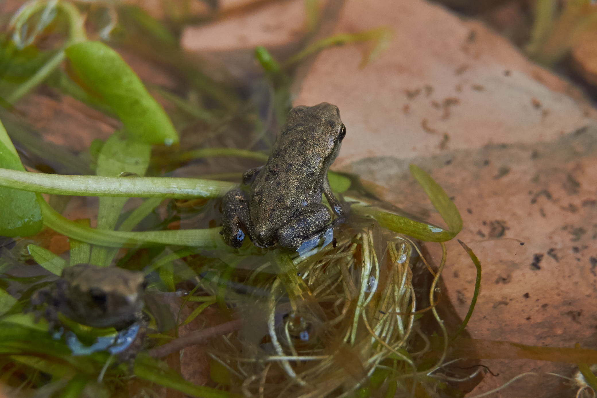 Rana o rospo? e se rana, che specie? Bufo bufo