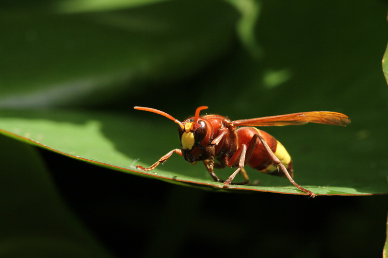 Vespa crabro? No. Vespa orientalis