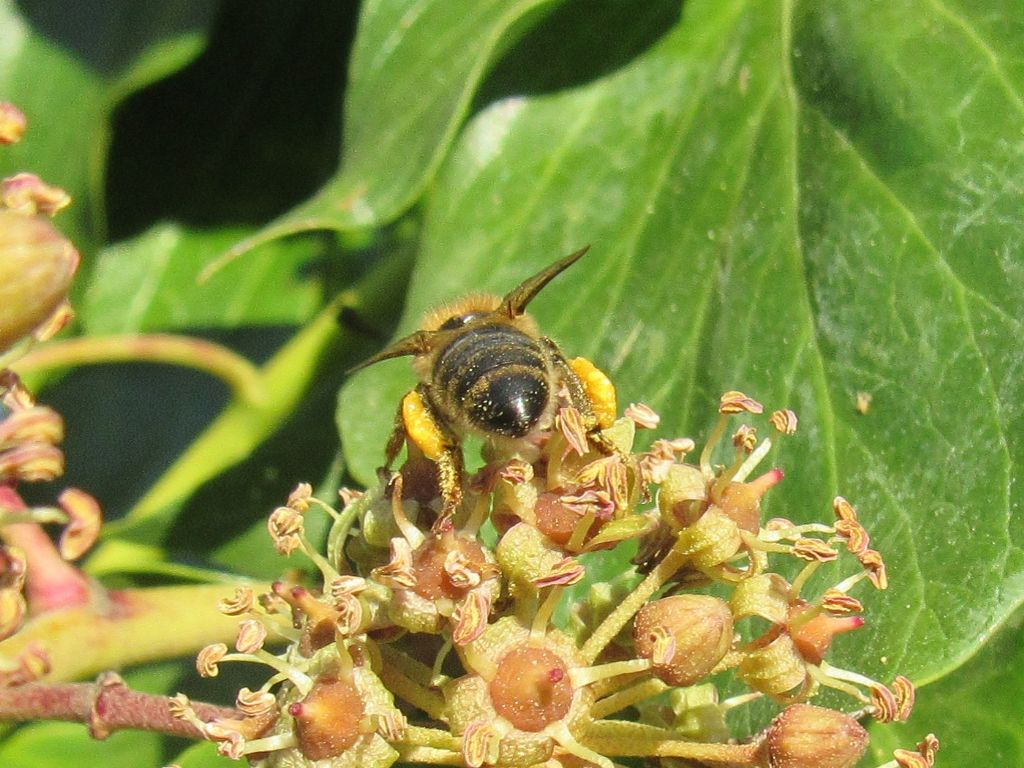 Apis mellifera