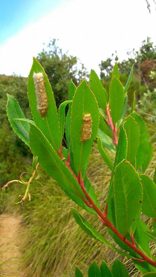 Pupa (??) misteriosa...No, ovature di Erebidae Lymantriinae