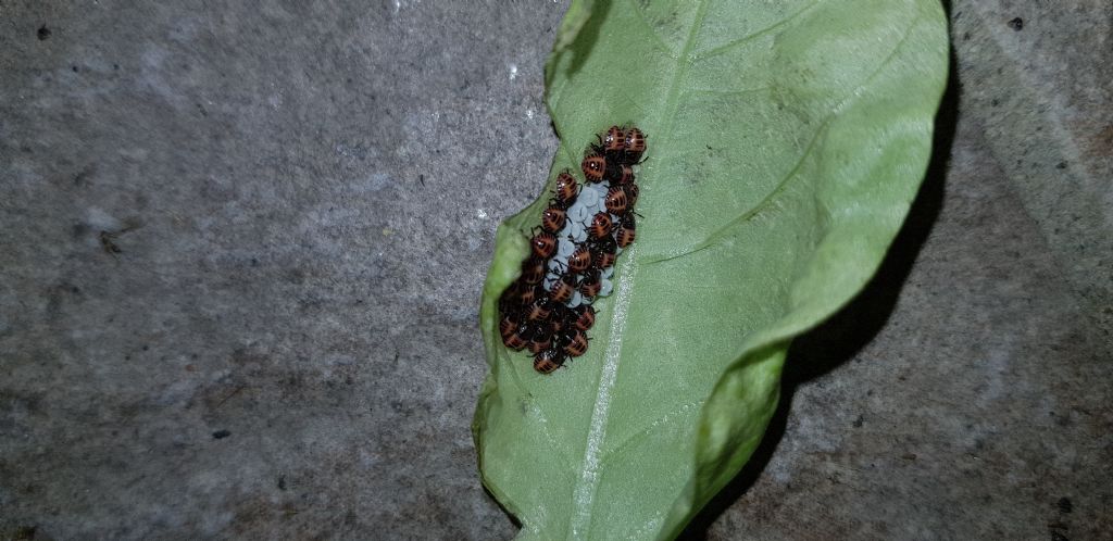 neanidi di Halyomorpha halys  da confermare