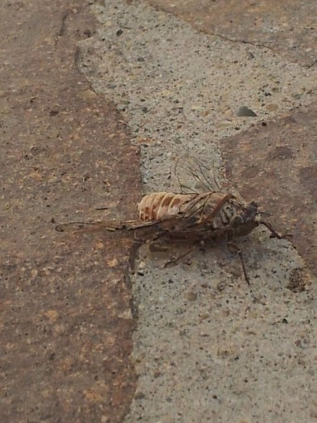 Identificazione cicala