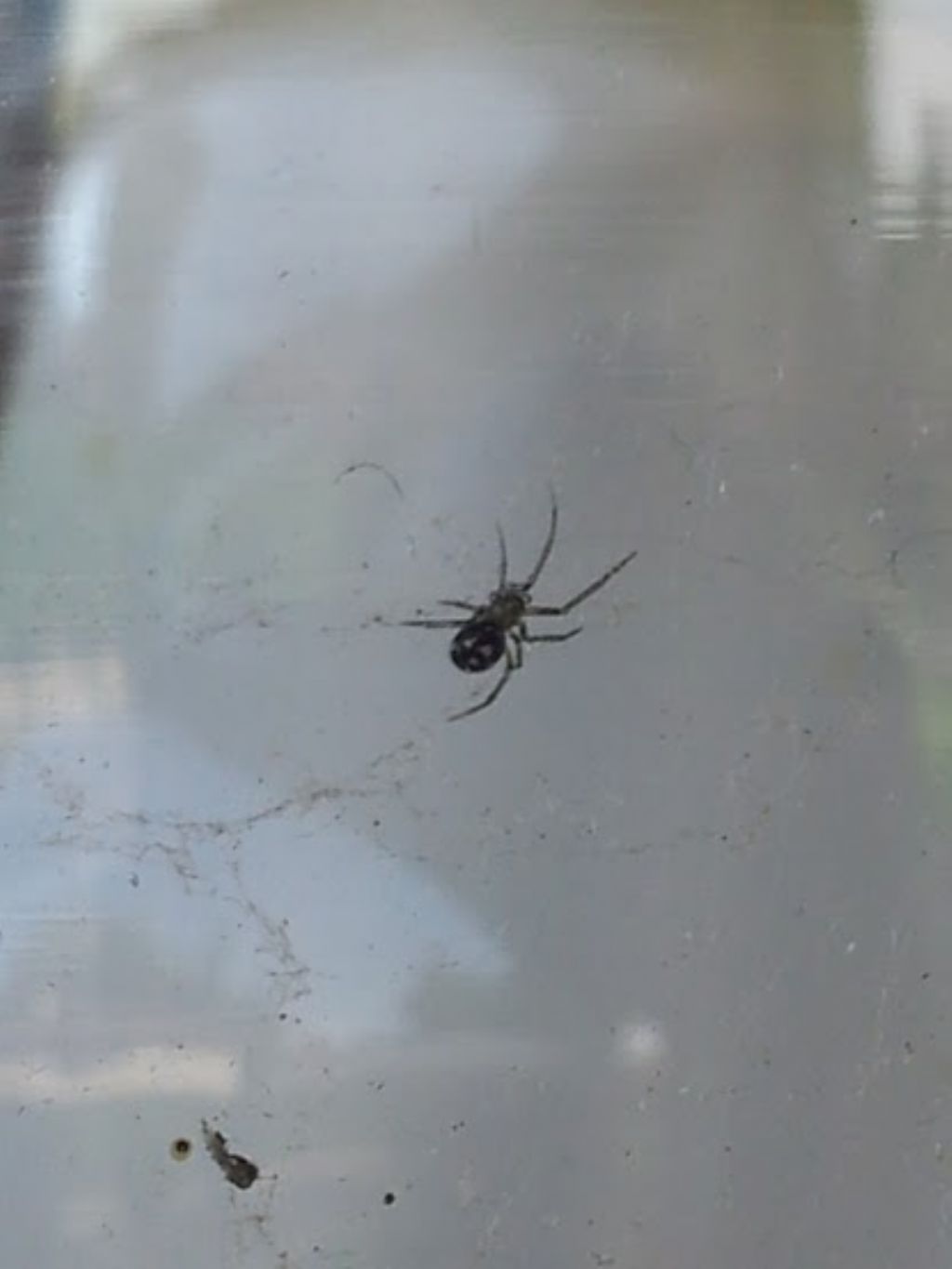 Steatoda grossa - Grottaferrata (RM)