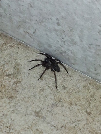 Lycosoides coarctata - Grottaferrata (RM)
