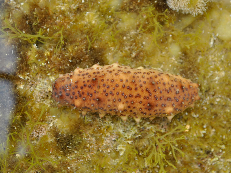 Holothuria sp. dalla Spagna