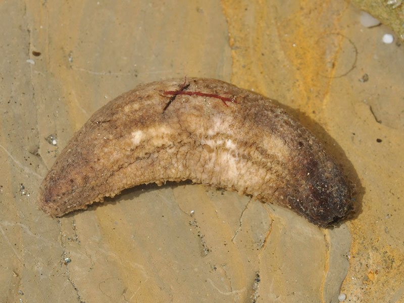 ID? - 4 - (Cucumaria planci?)