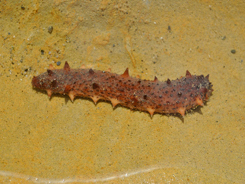 Holothuria sp. dalla Spagnia (ID - 5)