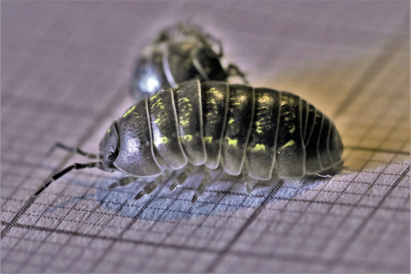 Armadillidium vulgare