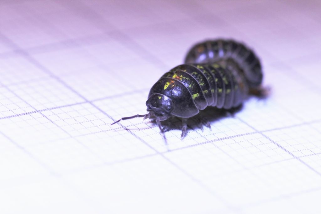 Armadillidium vulgare