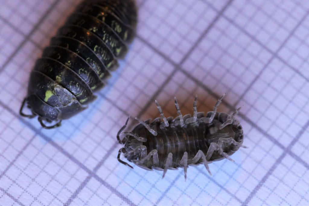 Armadillidium vulgare