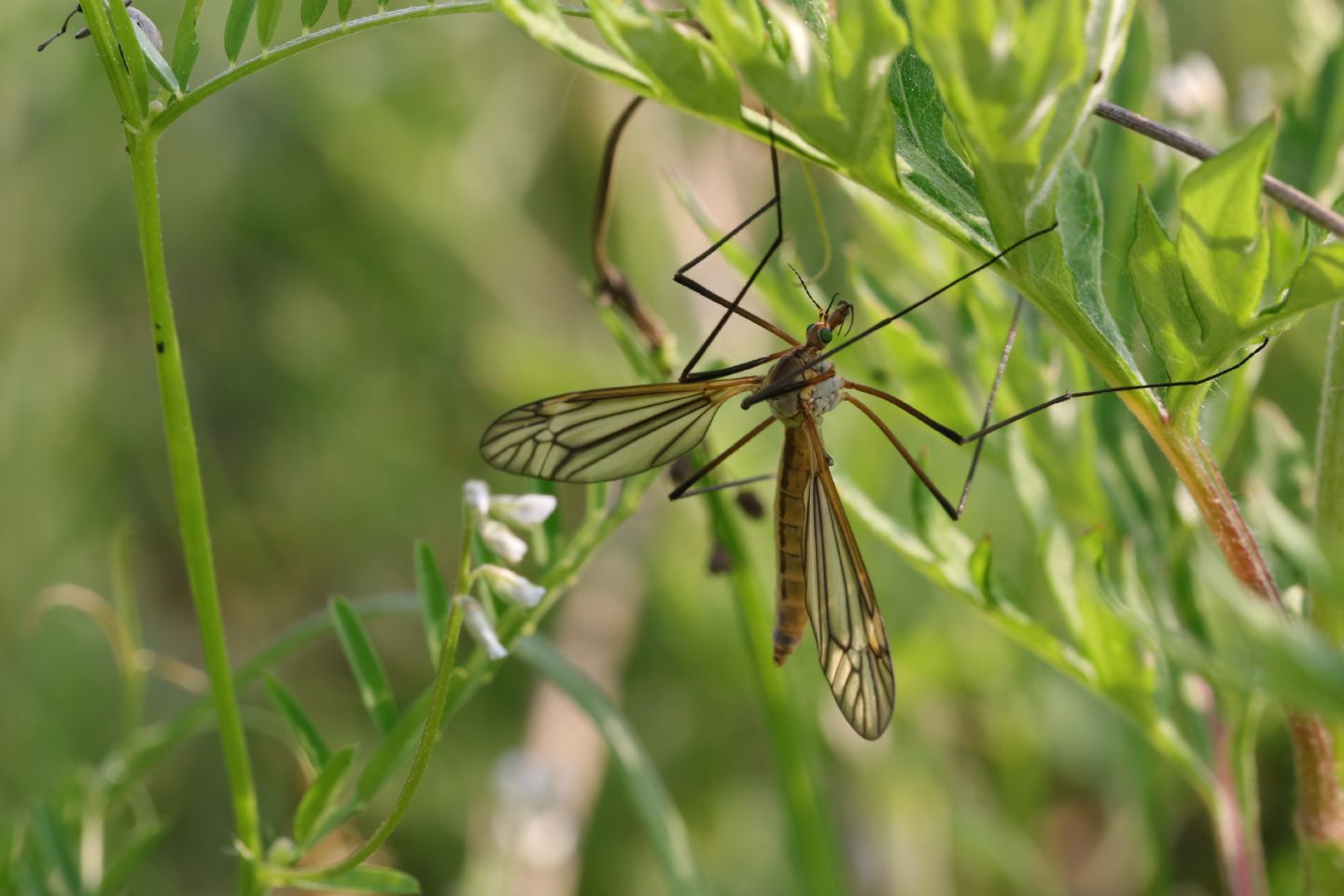 Tipulidae: Tipula sp. ♀