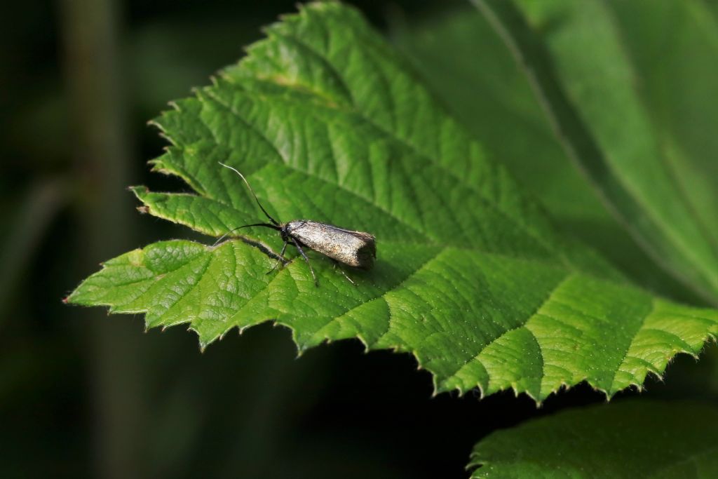piccolo insetto prob. famiglia Oecophoridae da identificare