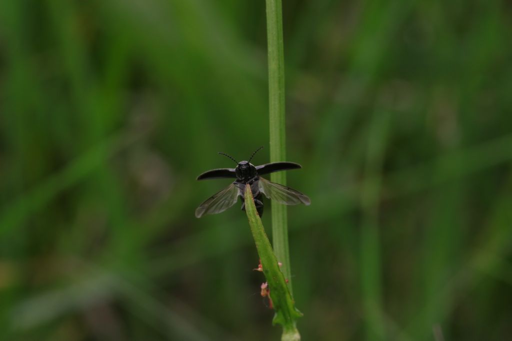 Elateridae: Cydnopus sp.??